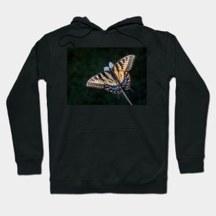 Tiger Swallowtail Butterfly backlit Hoodie